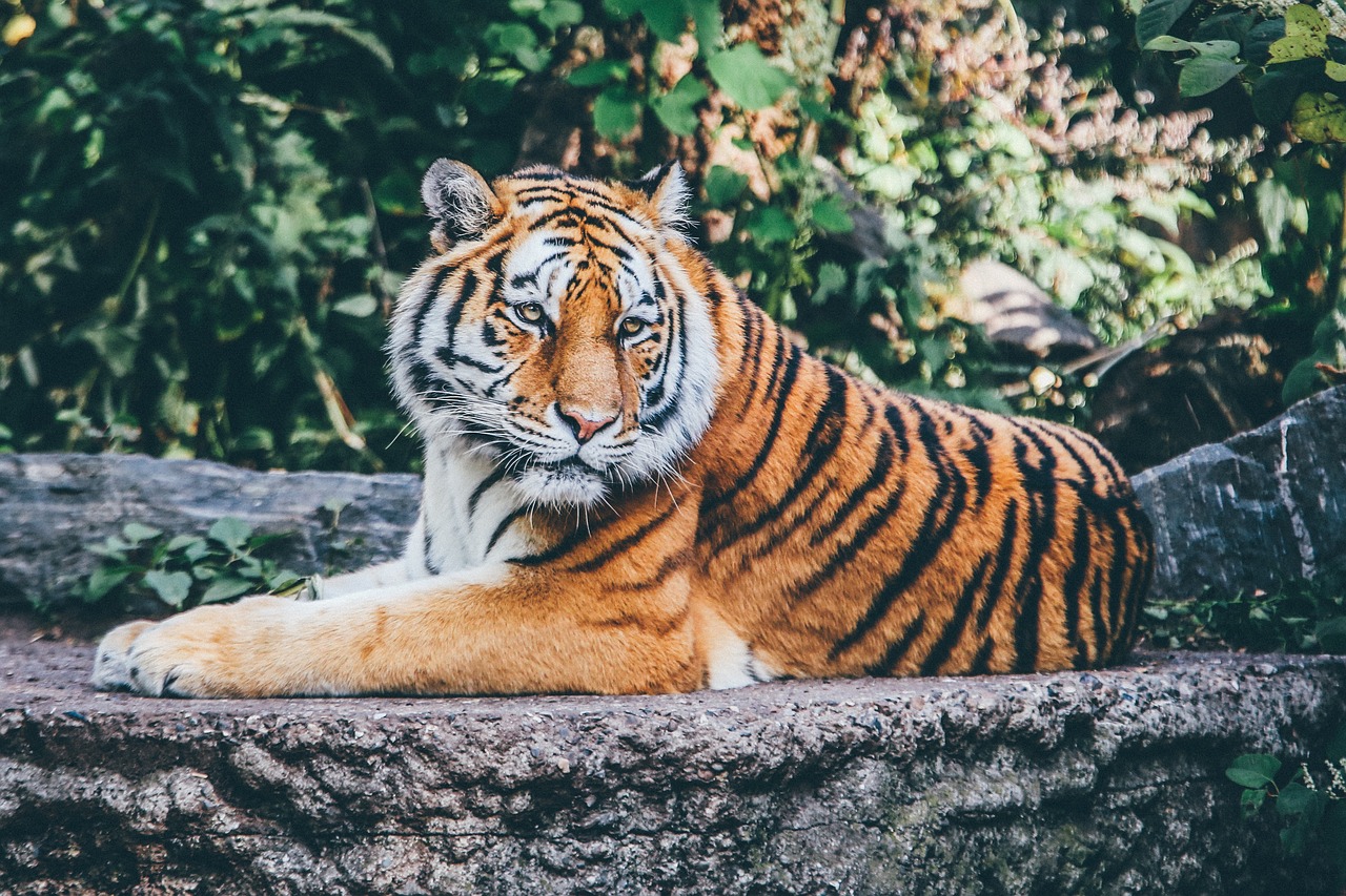 SEO for Zoos: A Comprehensive Guide